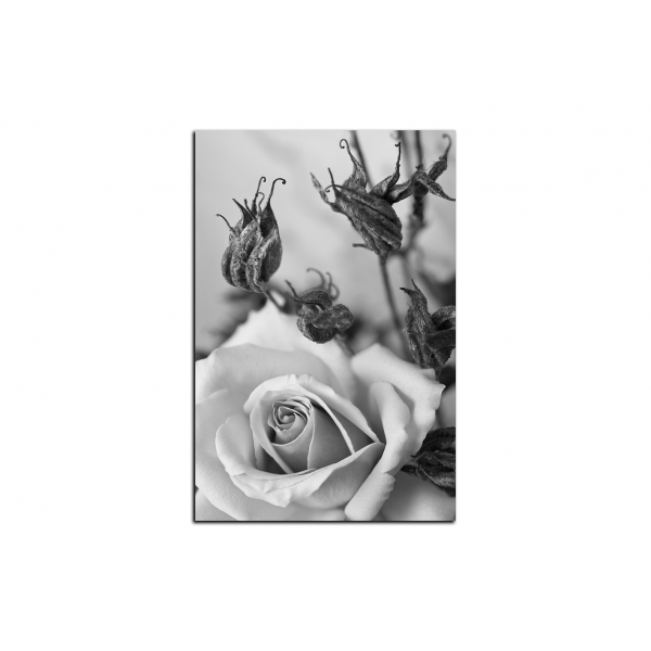 Obraz na plátně - Růže a uschlé rostliny - obdélník